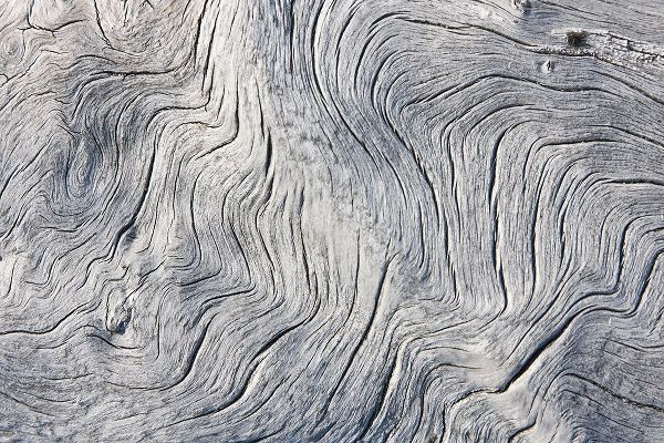 Su, Keren 아티스트의 Drift wood pattern-Cape Onman-Chukchi Sea-Russia Far East작품입니다.